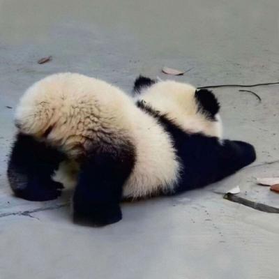 熊猫头像可爱清晰图片