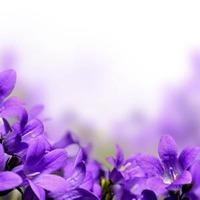 蓝天紫色的花头像图片