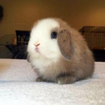 小兔子的头像可爱的图片