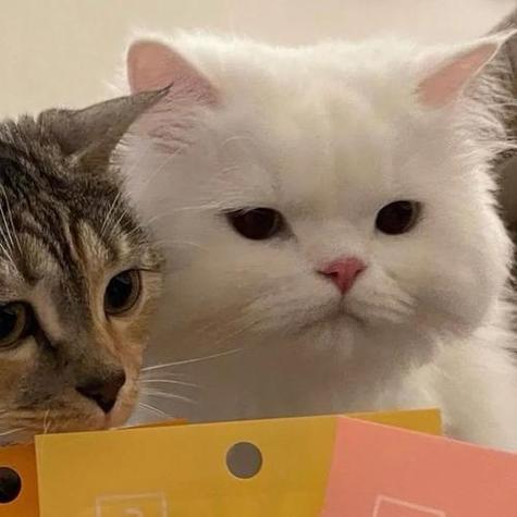 超级可爱猫猫的情侣头像