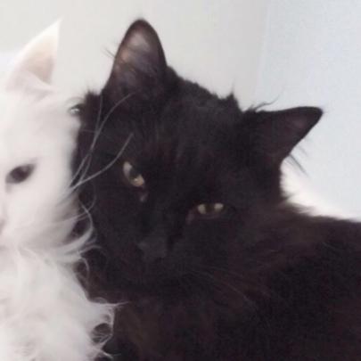 情侣头像小猫黑猫和白猫