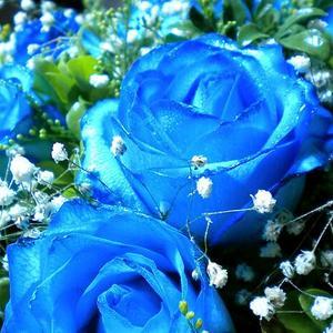 微信头像有蓝色花朵