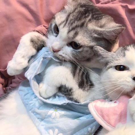 抱两只猫的头像