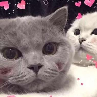 两只猫一只粉色一只蓝色的头像