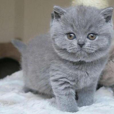 英国短毛猫蓝猫头像