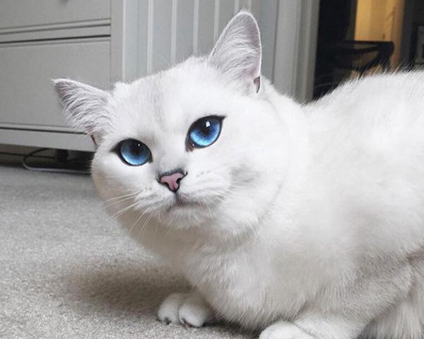白色蓝眼睛情侣头像