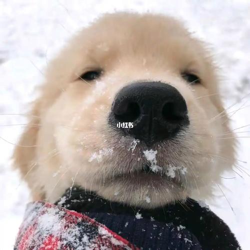 下雪可爱小狗头像