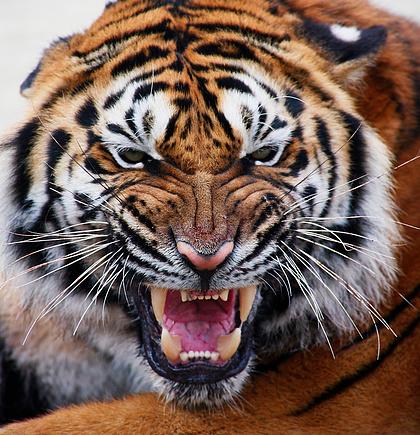 老虎怒吼头像图片