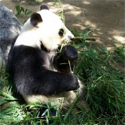 大熊猫微信高清头像