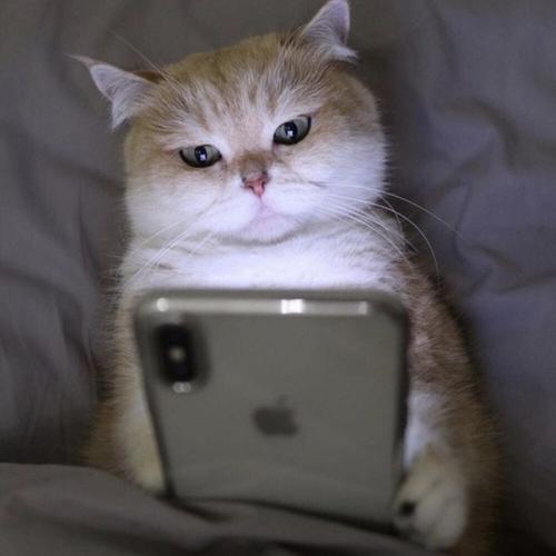 搞笑的猫猫头像图片