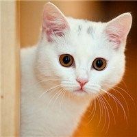 猫咪头像帅白色