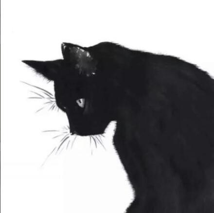真实黑白猫的情侣头像