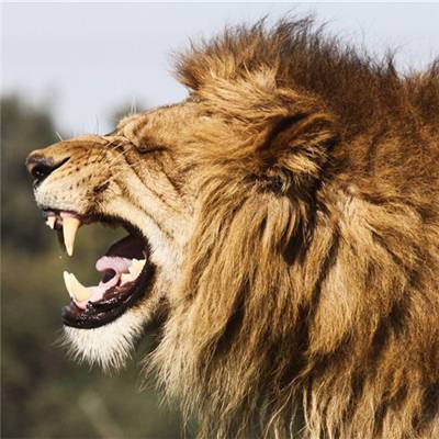 微信头像可以用狮子吗