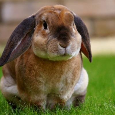动物微信头像兔子2022最新款