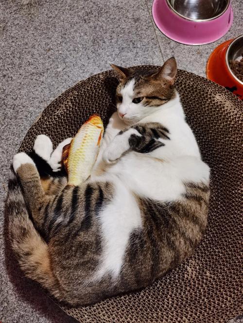 猫抱着鱼的图片头像