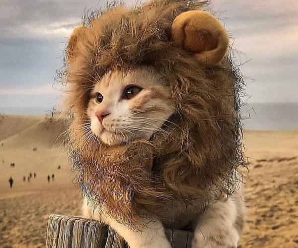 一个猫像狮子的头像