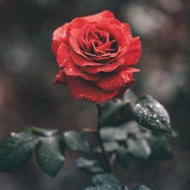 红玫瑰花头像高级质感