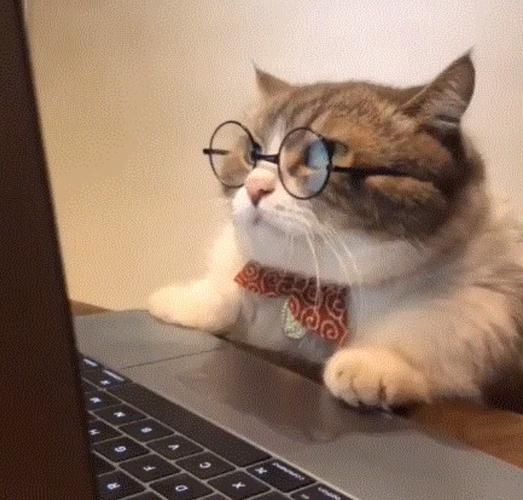 小猫玩电脑惊讶的头像