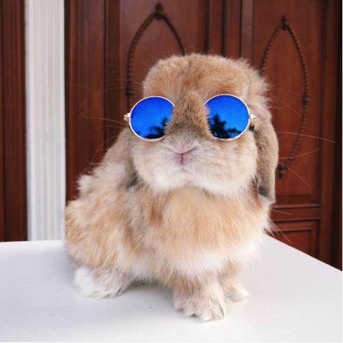 兔子戴着墨镜的头像