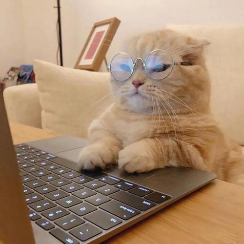 小猫玩电脑惊讶的头像