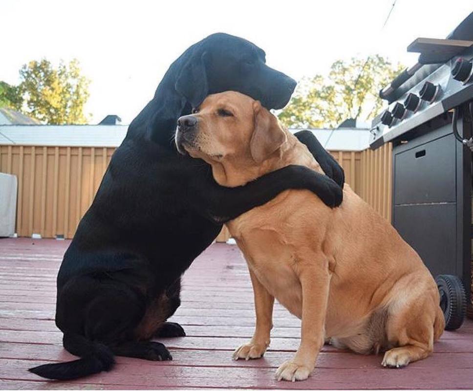一只黄狗和一只黑狗的情侣头像