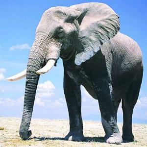 大象微信头像高清图片