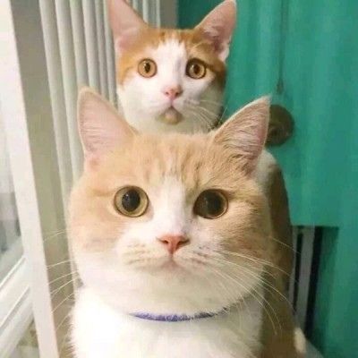 超级可爱猫猫的情侣头像