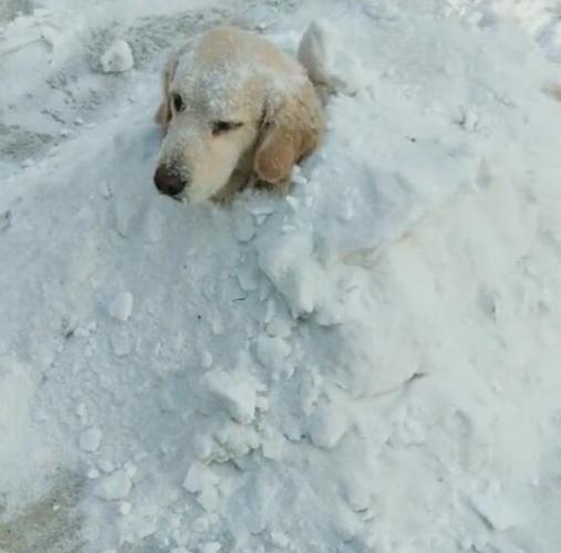 狗狗下雪头像