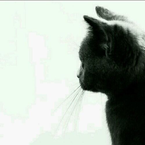 猫照片头像霸气黑白