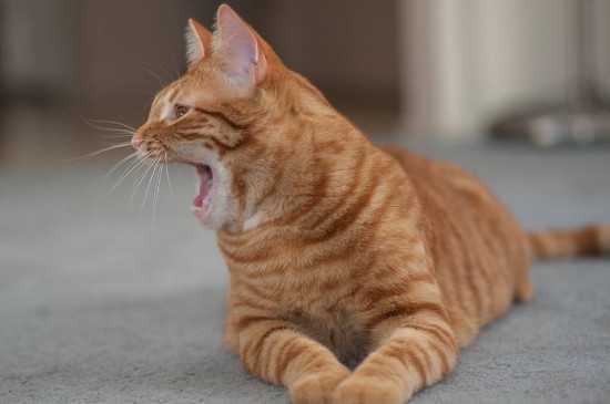 猫咪在家一直吐舌头像狗一样哈气