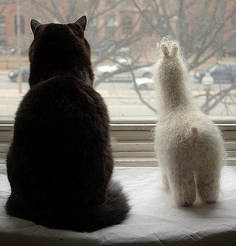 两只猫咪的背影头像