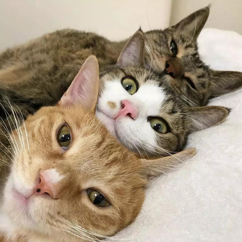三只眼睛猫咪头像