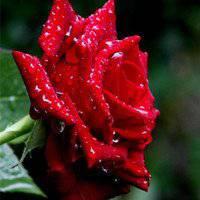 一朵玫瑰花图片微信头像