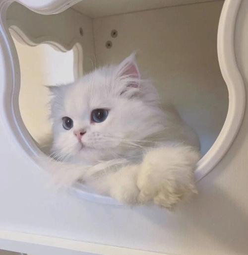 猫咪头像白色猫