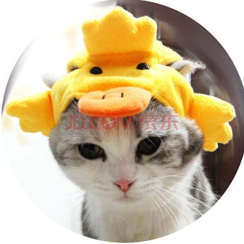 猫戴草帽的头像图片