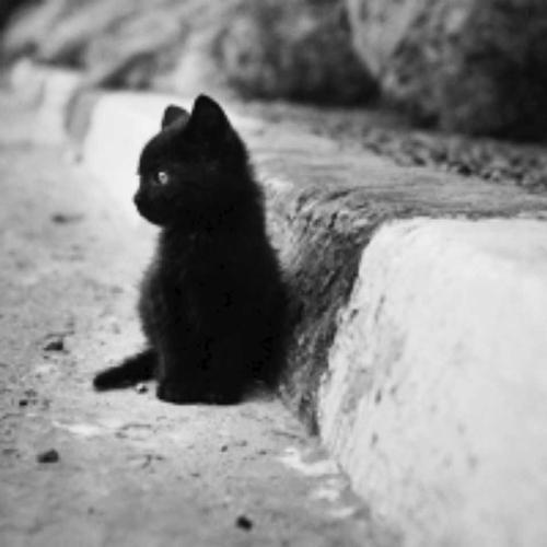超酷的黑猫头像