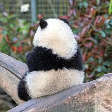 大熊猫的头像有几种
