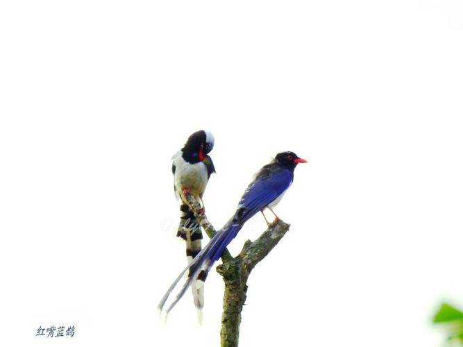 蓝桉和红嘴蓝鹊的情侣头像