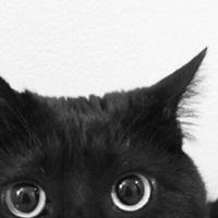 黑脸白猫头像