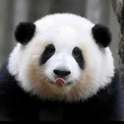 大熊猫凶残的一面 头像