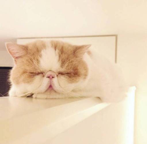 瞌睡猫头像特别可爱