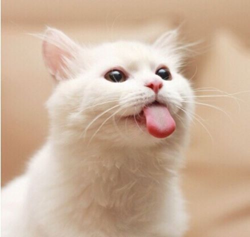猫咪为啥吐舌头像狗一样