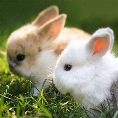 情侣头像小动物兔子