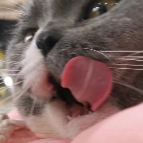 猫咪伸舌头像狗一样为什么