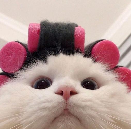 超级可爱的猫猫头像图片