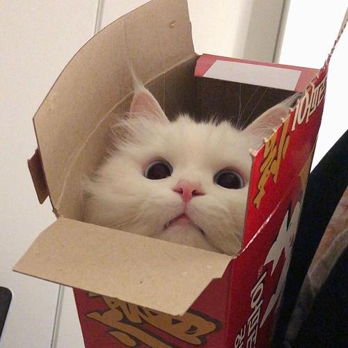 猫咪头像左右两个箱子