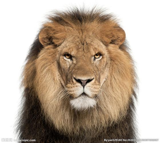 帅气狮子头像可保存