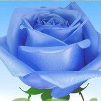 妈妈头像花朵蓝玫瑰