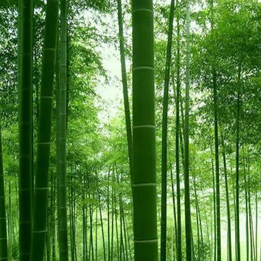 绿色微信头像竹子