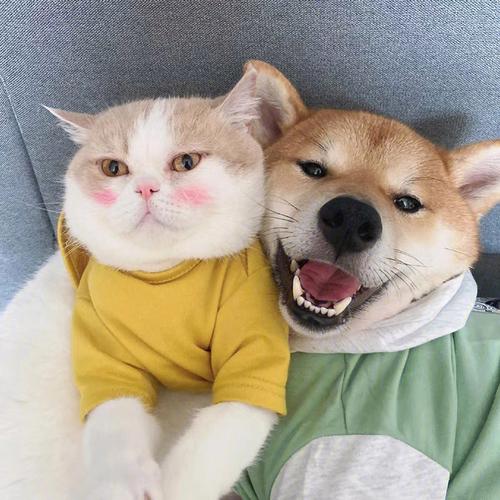猫头和狗头的头像是情侣头像吗?